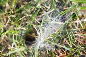 the most common types of spiders in texas the bug master