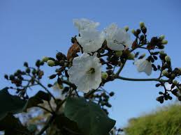 Image result for Cordia africana