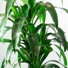 Image result for Dracaena laxissima