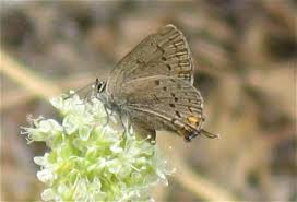 Image result for Satyrium carsonii