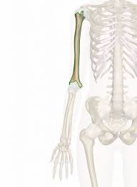 Image result for Humerus Bone