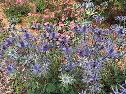 Image result for Aneilema zebrinum