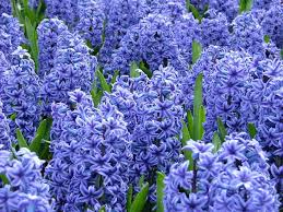 Understand the meaning behind flowers from a to z: 15 Popular Flowers And Their Hidden Meanings With Pictures Hgtv