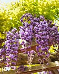 Seeds can also be used, but these take years to mature and flower which makes cuttings the quickest and most ideal way. Wisteria Growing Pruning And Caring For Wisteria
