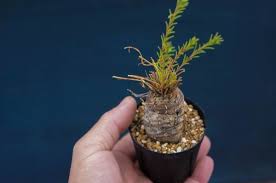 Image result for Aeollanthus subacaulis