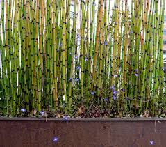 If You Are Looking For Privacy And Noise Reduction For Your Yard A Bamboo Hedge May Be Right For You Bamboo I Plantas De Bambu Cerca De Bambu Cerca De Jardin