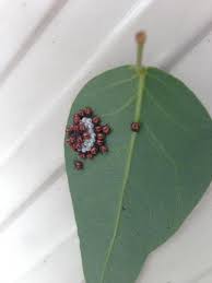 葉の裏の卵および群がる虫の正体 お庭のハーデンベルギアの葉の裏に画 ガーデニング 家庭菜園 教えて Goo