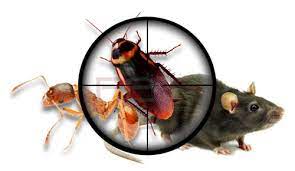 Looking for commercial pest exterminator? Pest Control Baroda Pest Control Services Pest Control Consultancy Company In India