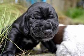 30 Animal Facts That Threw Me For A Loop Dog Sneezing Fun Facts About Animals Crazy Animal Facts