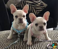 The french bulldog is a loving and affectionate dog breed that loves to play. Cream French Bulldog Puppies L2sanpiero