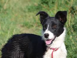 Collie puppies for sale, collie puppies are known for their beautiful thick coats of white, black or tan and their long and lean bodies. Collies For Sale