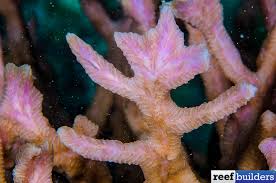 Image result for Corallocarpus triangularis