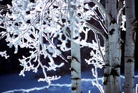 Utah winter mountains with aspen trees near ogden ski. 5365154 6064x4112 Aspen Tree Blue And White Cold Ice Snow Blue Aspen Winter Public Domain Images Iced Detailed Calm White Trunk Tree Mocah Hd Wallpapers