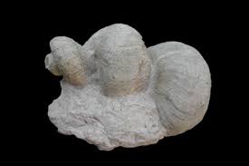 Image result for Requienia