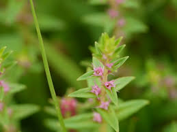 Image result for Ammannia baccifera