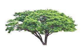 Saman nariman jahan, 30, from iran tractor fc, since 2020 right winger market value: Regenbaum Samanea Saman Tropischer Baum Im Nordosten Von Tha Stockfoto Bild Von Kabinendach Stamm 31121130