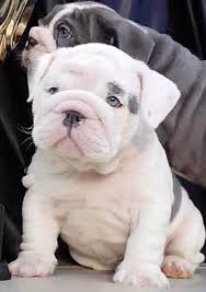 ··· english bulldog patch dog canine pet souvenir craft mad bull dog spike collar applique patch badge for backpack jacket stock. English Bulldog Baby Animals English Bulldog Puppies Bulldog Puppies