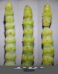 Image result for Sarcocornia perennis