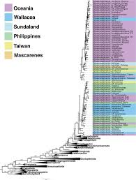 Image result for Menisorus