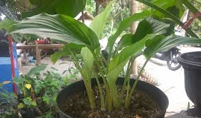 Meskipun terbilang mudah dan sederhana, jangan. 8 Cara Menanam Kunyit Di Pot Mudah Dan Subur Di Rumah