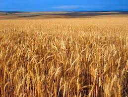 Department of forestry and natural component and wheat crop as an intercrop, wheat yield was studied under five age classes of. Wheat Oregon Agriculture In The Classroom