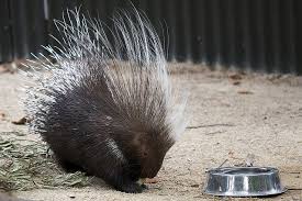 Porcupine Quills Can Kill | Smart News | Smithsonian Magazine