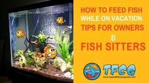 How Often Do You Feed Fish Tips Frequency How Much Food Tfcg Aquarium Maintenance Fish Feeder Automatic Fish Feeder