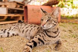 Hand drawn sweet home pet. About Savannah Cats 2 A1 Savannahs