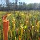 Nature on the Geaux Field Trip: Abita Creek event image