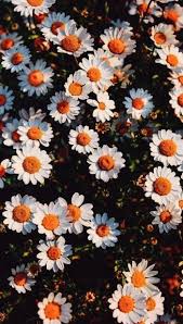 Gadget Meaning In British English Nor Best Dark Wallpapers For Iphone Xs Max Flowers Photography Wallpaper Flower Iphone Wallpaper Daisy Wallpaper