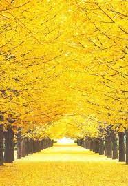 20 Aesthetic Yellow Wallpaper Landscape Landscape Photography Beautiful Landscapes Wallpaper Landscape
