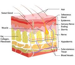 Skin Cancers