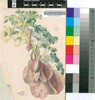 Image result for Holubia