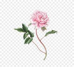 We did not find results for: Peonies Png Image Background Susannah Blaxill Transparent Png 564x682 1570455 Pngfind
