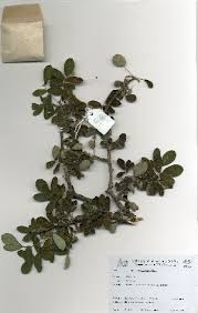Image result for Commiphora pedunculata