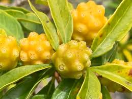 Image result for Morinda angolensis