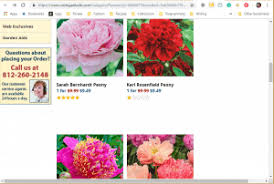 Visit michigan bulb to get the first drop of new arrivals. Where To Buy Peony Plants Or Bulbs Online Top 50 Stores Garden Tabs