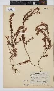 Image result for Gnidia inconspicua