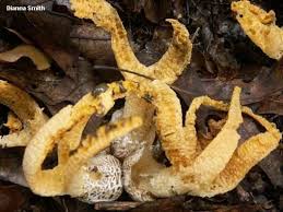 Image result for Pseudocolus schellenbergiae