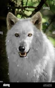The Great White Wolf Stock Photo