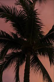 Vallarta — Jake Naughton