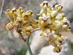 Image result for Asclepias albens