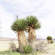 The Odd Palm Trees Of The Chihuahuan Desert Tx Yucca Palm Trees Plants