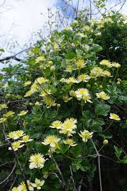 Image result for Clematis uhehensis
