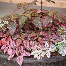 Image result for Hypoestes