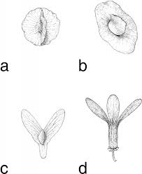 Image result for Triaspis macropteron