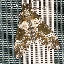 Image result for Mimulopsis runssorica