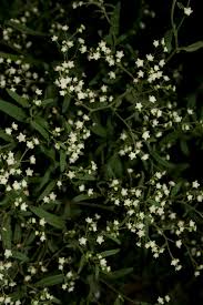 Image result for Parthenium