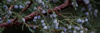 Image result for Harpagophytum zeyheri