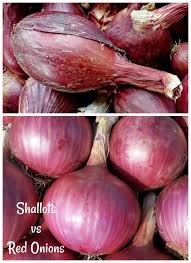 Shallots Vs Onions What Is The Difference And How To Use Them Organic Gardening Tips Simple Organic Gardening Tips